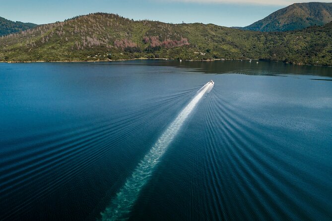 3.5 Hour Marlborough Sounds Delivery Cruise - Who will enjoy this experience most?