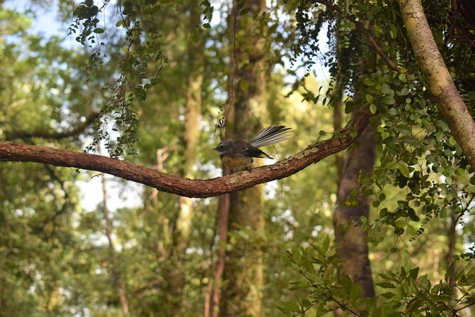 4-hour Lake Mapourika Kayak and Hike adventure, with Okarito Kiwi Sanctuary - Weather, clothing, and practical comfort