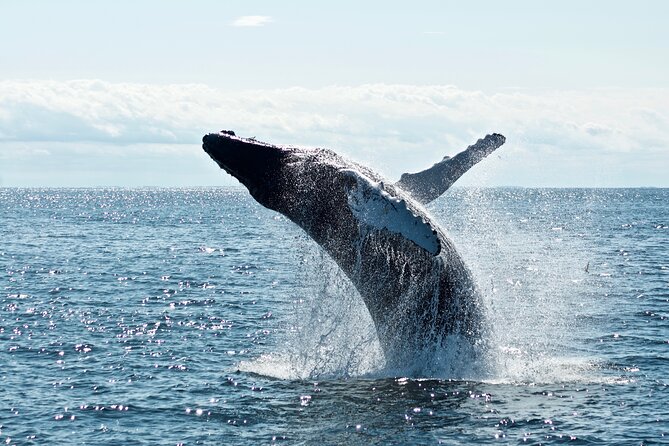 8 Day Southern Secrets Small Group Tour - Day 4: A full Abel Tasman day, with skydiving on the side