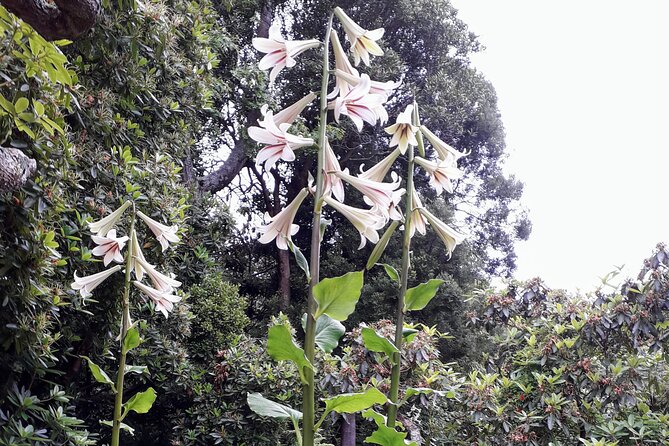 A 2 hour Small Group Dunedin City Highlights Tour - The Botanic Garden’s 20-minute walk