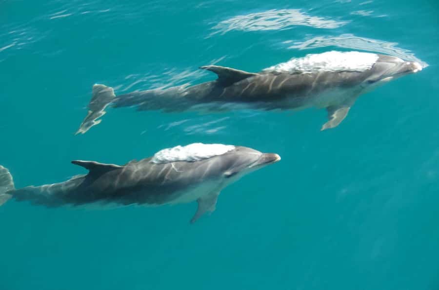 Abel Tasman National Full Park Scenic Cruise - Awaroa and Totaranui, the far end of the route