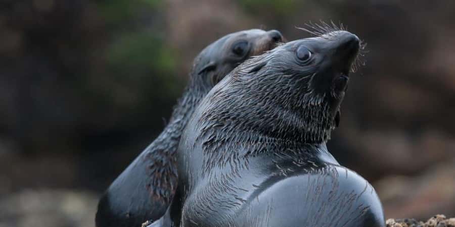Abel Tasman National Park: Cruise, Kayak, & Hike Tour - Lunch, refreshments and a possible swim