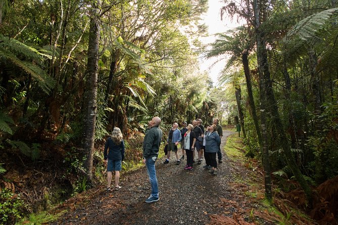 Afternoon Piha Beach and Rainforest Tour from Auckland - Guides who make the drive worthwhile