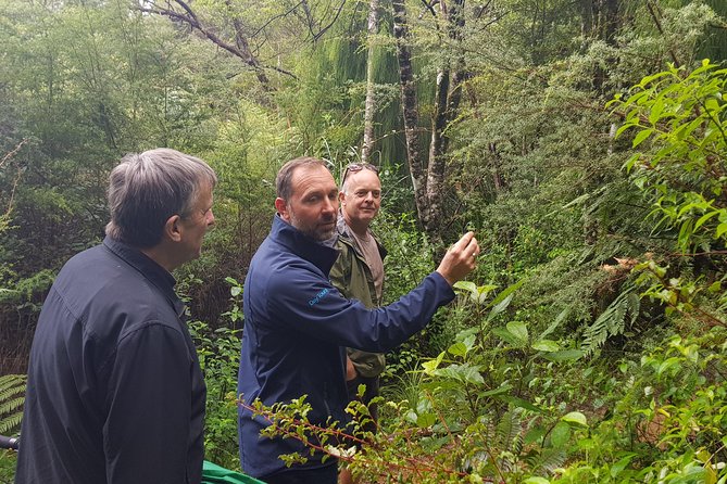 Afternoon Piha Beach and Rainforest Tour from Auckland - A 45-minute walk under giant tree ferns
