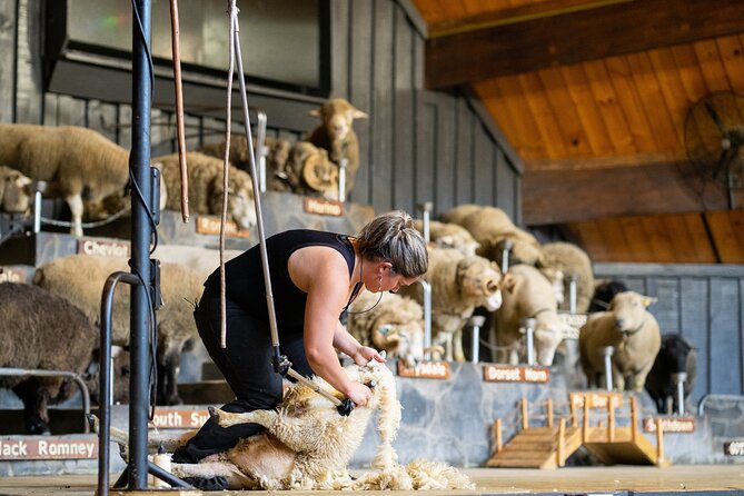 Agrodome Farm Experience including Farm Show and Farm Tour - Rotorua - A working farm with a polished public show