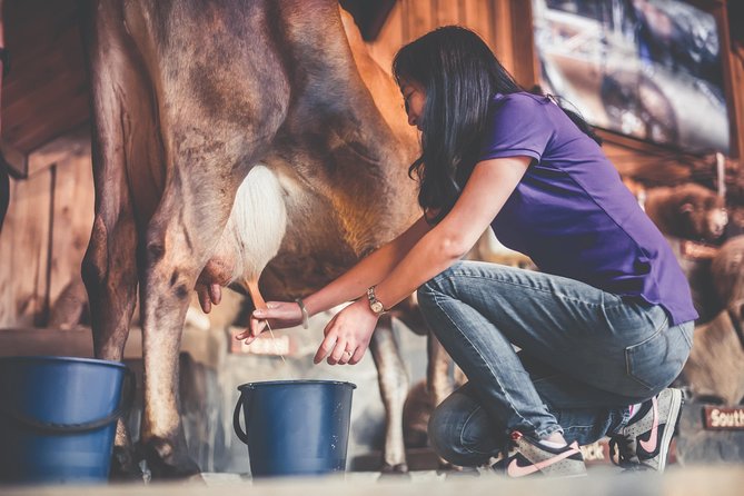 Agrodome Farm Experience including Farm Show and Farm Tour - Rotorua - The Sheep Show introduces 19 breeds