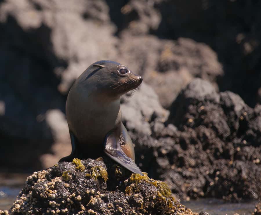 Akaroa: 4WD Safari and Guided Sea-Kayaking Experience - Conservation gives the trip more meaning