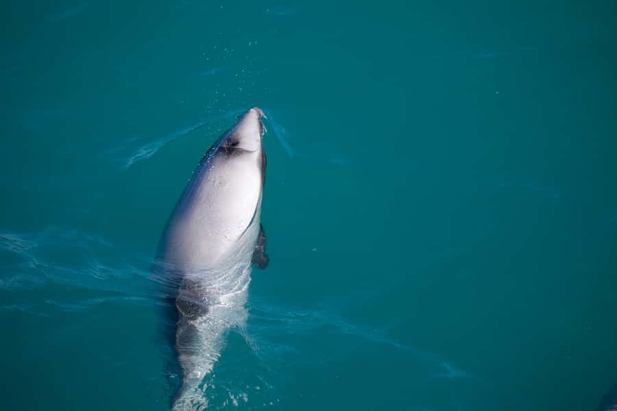 Akaroa: 4WD Safari and Guided Sea-Kayaking Experience - Who will enjoy this most