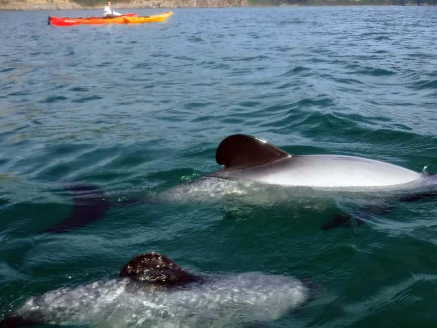 Akaroa: Akaroa Marine Reserve Sea Kayaking Tour - Key points at a glance