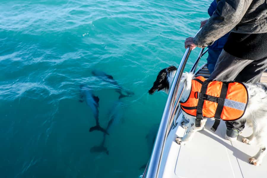 Akaroa: Dolphin Nature Cruise - How to prepare for the best outing