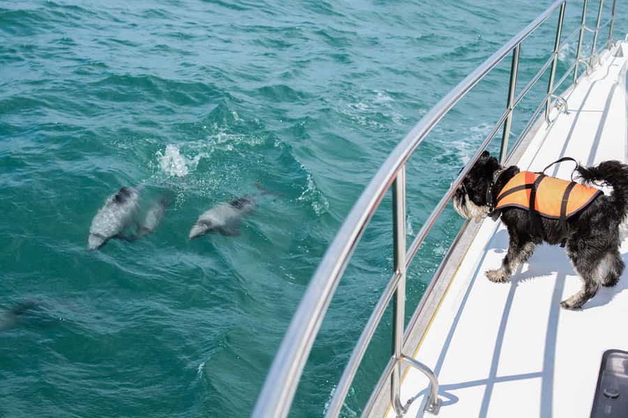 Akaroa: Dolphin Nature Cruise - Why Akaroa Harbour is a fine place to watch dolphins