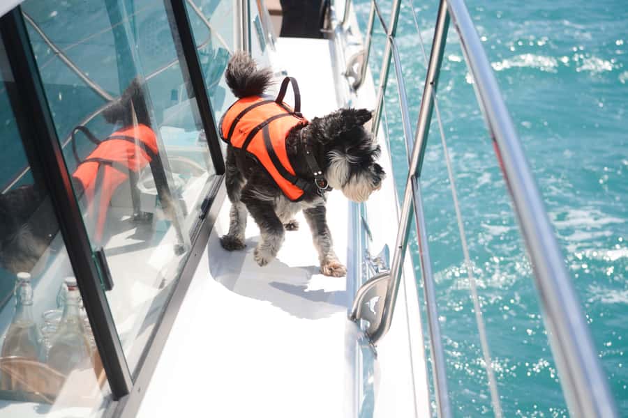 Akaroa: Dolphin Nature Cruise - Searching for Hector’s dolphins