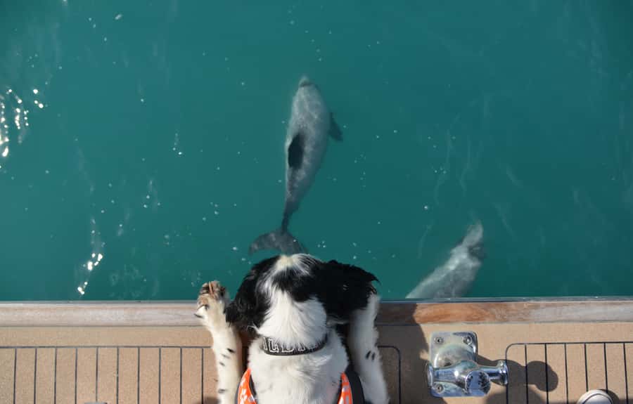 Akaroa: Dolphin Nature Cruise - More than dolphins: seals, penguins, and seabirds