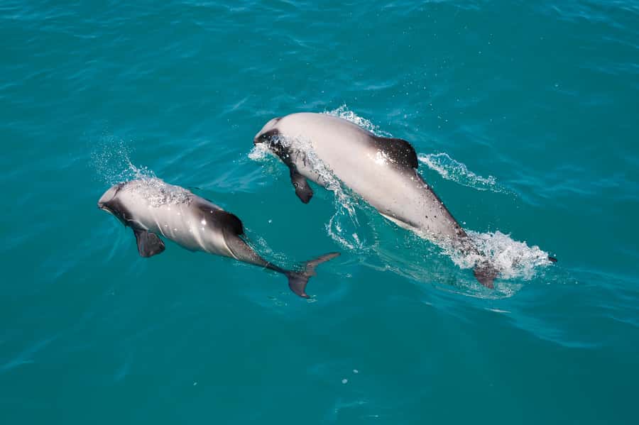 Akaroa: Dolphin Nature Cruise - Starting at the Akaroa waterfront