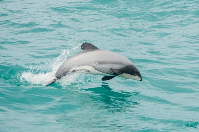 Akaroa Dolphins ~ Harbour Nature Cruise - Key points to know before booking