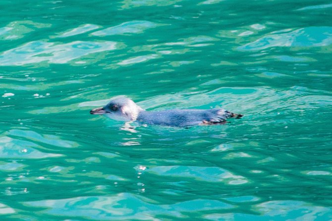 Akaroa Dolphins ~ Harbour Nature Cruise - Seals, penguins, shags, and the occasional albatross