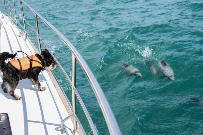 Akaroa Dolphins ~ Harbour Nature Cruise - Stop 1: Akaroa Lighthouse and the harbour entrance