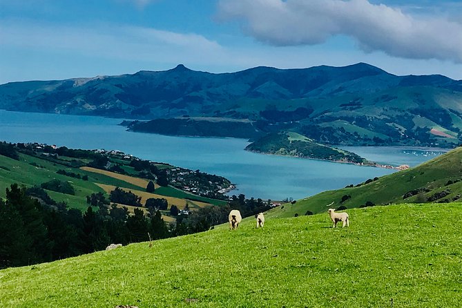 Akaroa Explorer- Guided Electric Bike Tour in Akaroa - Climbing toward the summits