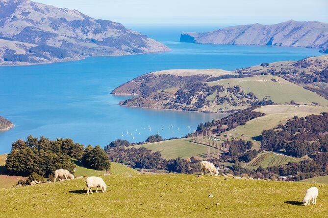 Akaroa & Giants House Garden tour ex Lyttelton (Shore Excursion) - Gebbies Pass and the shape of Banks Peninsula