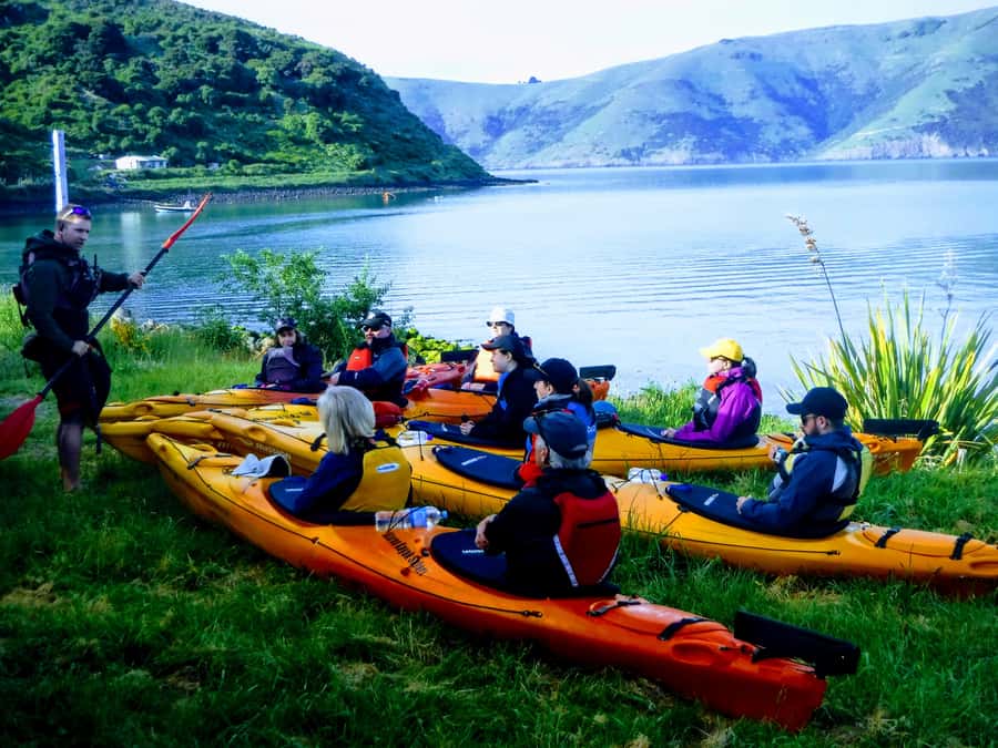 Akaroa: Guided Sunrise Sea Kayaking Tour - Wildlife watching, from seals to Hector dolphins