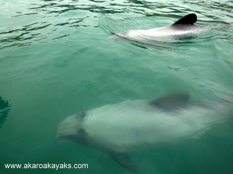 Akaroa: Guided Sunrise Sea Kayaking Tour - The guide’s role makes the difference