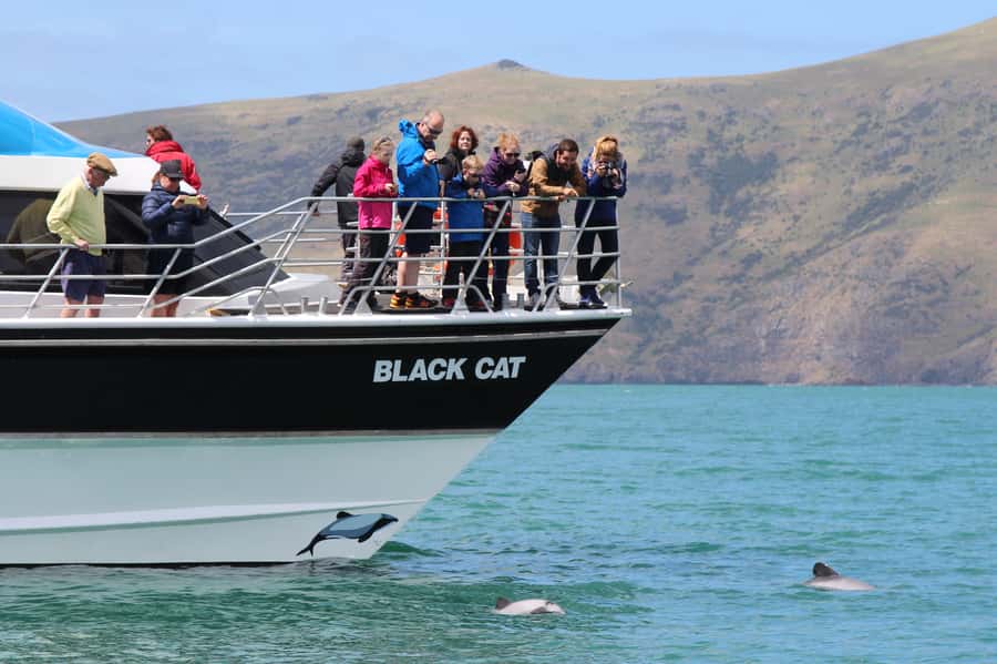 Akaroa Harbour 2-Hour Dolphin Nature Cruise - Key points to know before you book