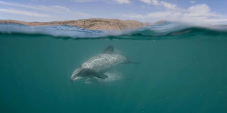 Akaroa Harbour 2-Hour Dolphin Nature Cruise - Why Akaroa Harbour is worth seeing from the water