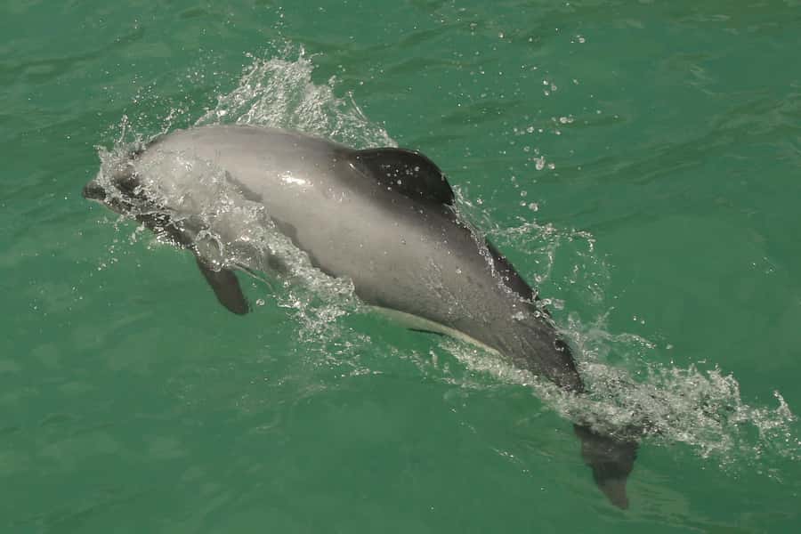 Akaroa Harbour 2-Hour Dolphin Nature Cruise - Seals, penguins, and seabirds along the coast