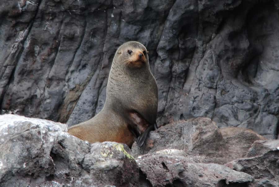 Akaroa Harbour 2-Hour Dolphin Nature Cruise - Is the $71 price good value?