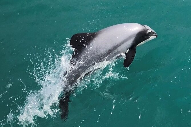Akaroa Harbour Nature Cruise - Why Akaroa Harbour is best seen from a boat