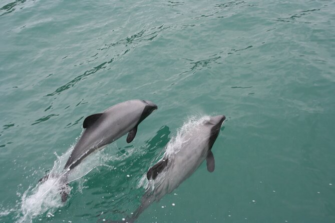 Akaroa Harbour Nature Cruise - Cathedral Cave and the volcanic cliffs