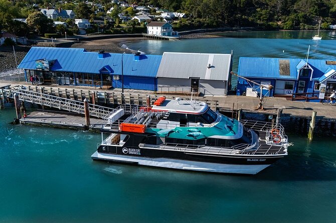 Akaroa Harbour Nature Cruise - Little blue penguins, fur seals, and seabirds