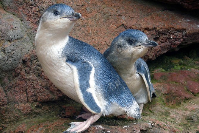 Akaroa Harbour Nature Cruise - Commentary, Māori culture, and conservation