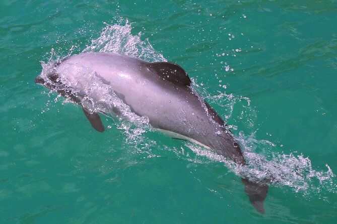 Akaroa Harbour Nature Cruise - Comfort, weather, and what to bring