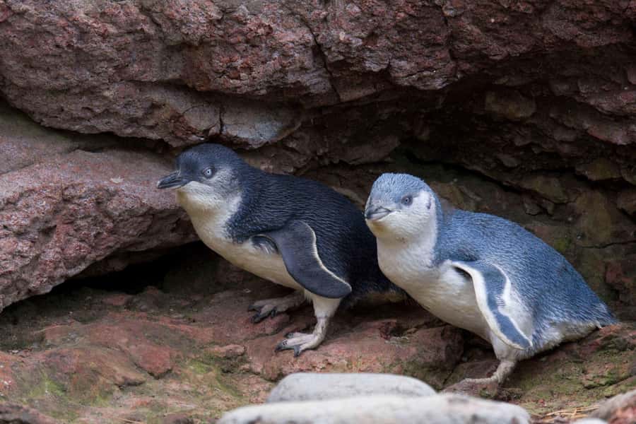 Akaroa: Pohatu Little Penguins 3-Hour Evening Experience - Key points at a glance