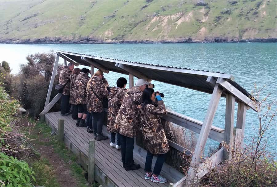 Akaroa: Pohatu Little Penguins 3-Hour Evening Experience - Should you book the Pohatu penguin experience?