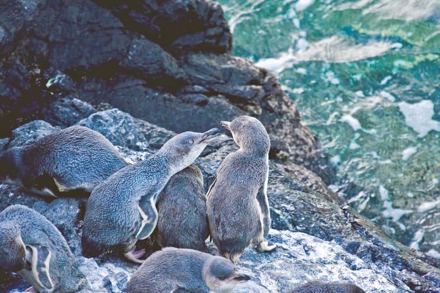 Akaroa: Pohatu Little Penguins 3-Hour Evening Experience - From Akaroa to the remote shore at Pohatu Bay