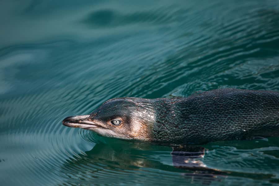 Akaroa: Pohatu Little Penguins 3-Hour Evening Experience - Checking the nesting boxes