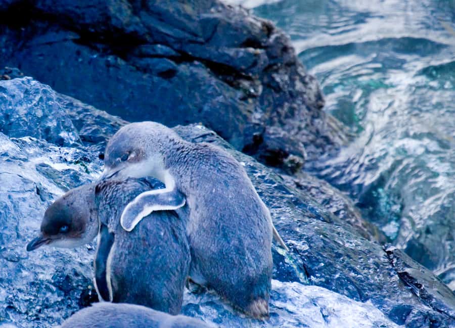 Akaroa: Pohatu Little Penguins 3-Hour Evening Experience - The seasons change what you see