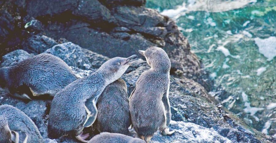 Akaroa: Pohatu Little Penguins 3-Hour Evening Experience - Is $68 a fair price?