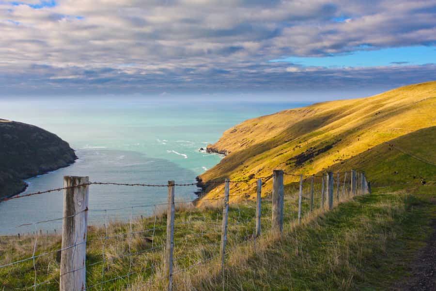 Akaroa: Pohatu Little Penguins 3-Hour Evening Experience - Practical details that shape the evening