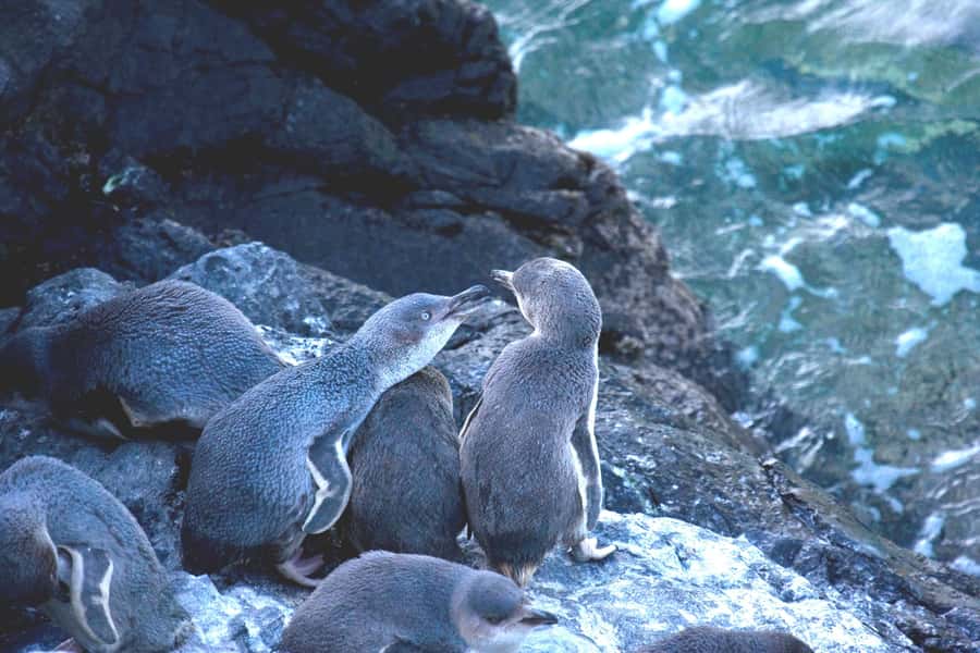 Akaroa: Pohatu Little Penguins 3-Hour Evening Experience - Who will enjoy this penguin tour most?
