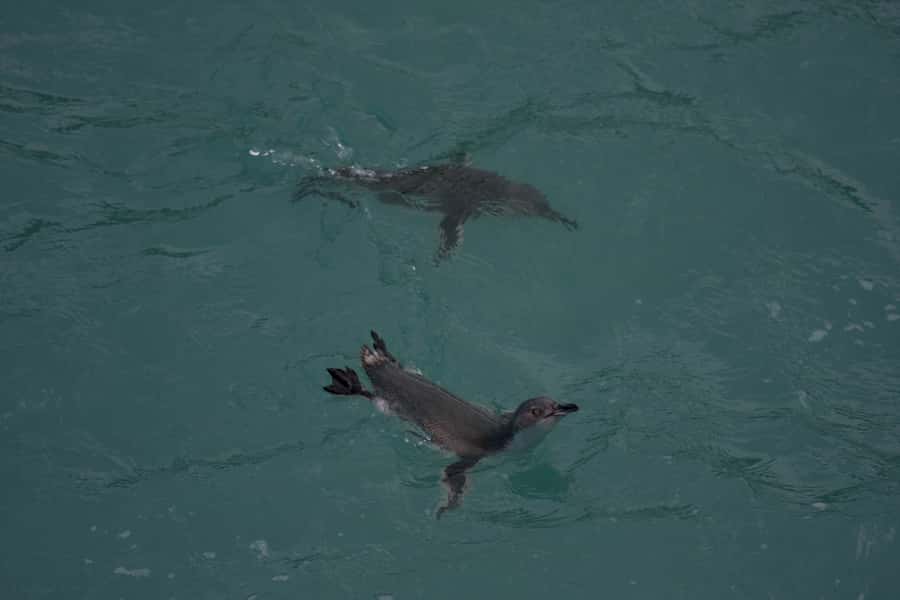 Akaroa: Pohatu Little Penguins 3-Hour Evening Experience - Why Pohatu’s conservation work matters