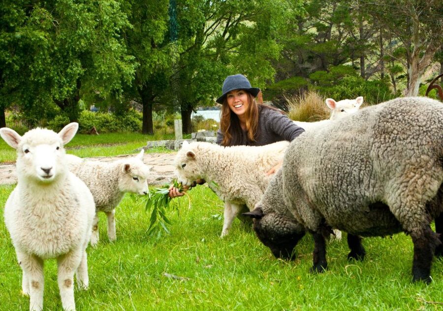 Akaroa: Pohatu Penguins Scenic Nature 2-Hour or 4-Hour Tour - Who should book the Pohatu tour?