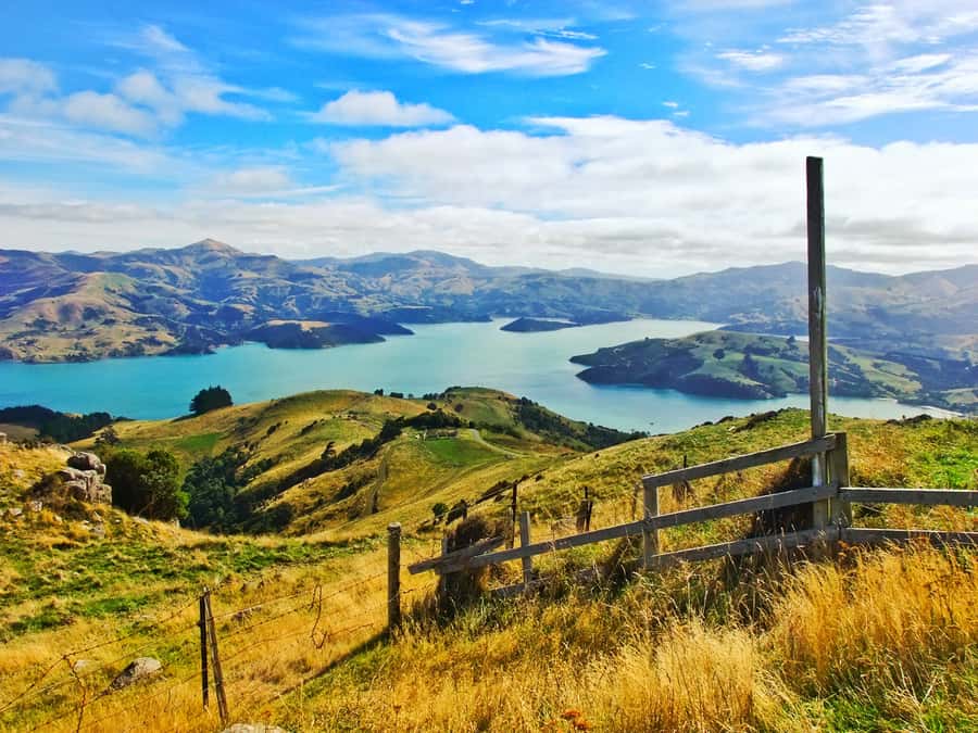 Akaroa: Pohatu Penguins Scenic Nature 2-Hour or 4-Hour Tour - Choosing between two hours and four
