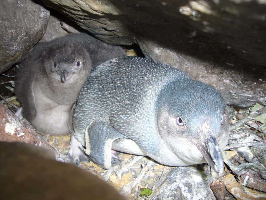 Akaroa: Pohatu Penguins Scenic Nature 2-Hour or 4-Hour Tour - Akaroa Heads and the outer coast