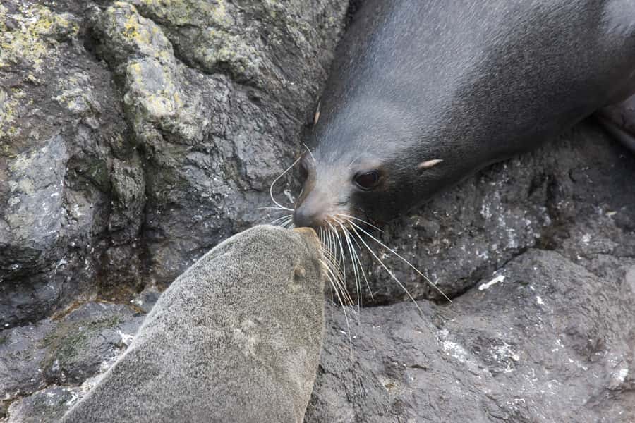Akaroa: Pohatu Penguins Scenic Nature 2-Hour or 4-Hour Tour - Guides make the difference