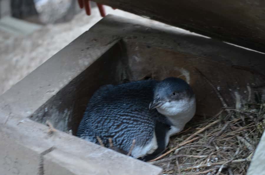 Akaroa: Pohatu Penguins Scenic Nature 2-Hour or 4-Hour Tour - Is the $56 price worthwhile?
