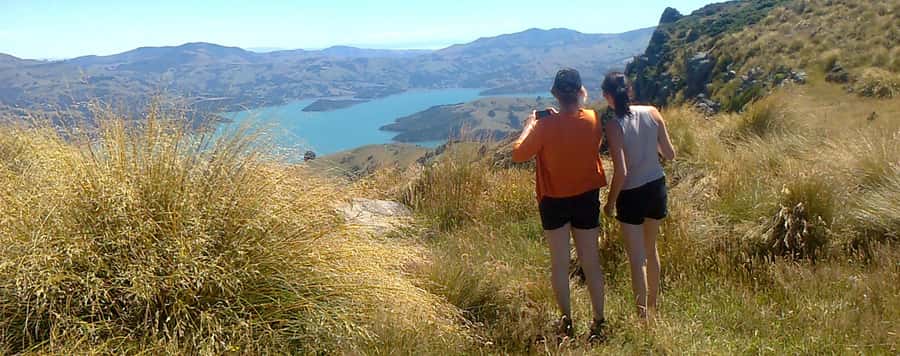Akaroa: Pohatu Penguins Scenic Nature 2-Hour or 4-Hour Tour - A working farm beside Pohatu Bay