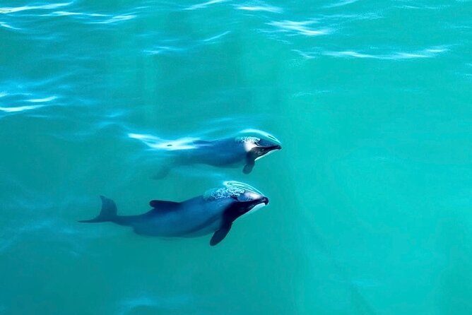 Akaroa Private Day Tour from Christchurch - Private transport and the role of the driver